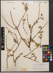 Foto von Salix wallichiana Andersson